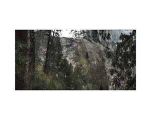 Yosemite Trees California